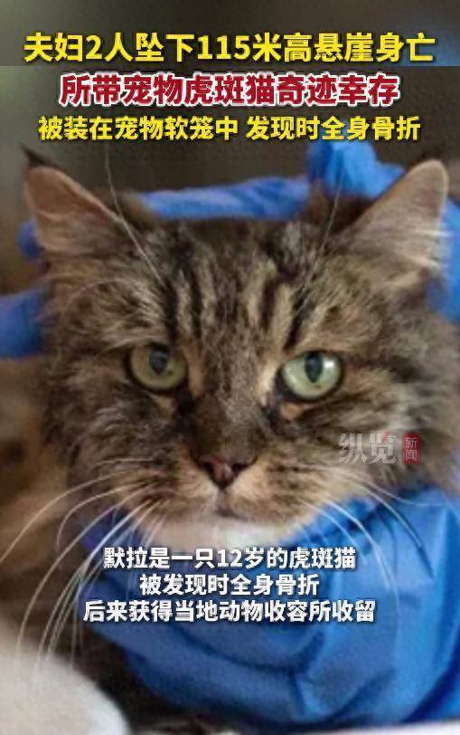 汇发网 夫妇2人坠下115米高悬崖身亡，所带宠物虎斑猫奇迹幸存
